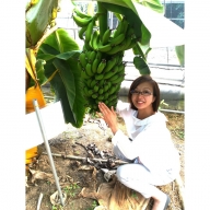 超希少!美浜町産バナナ(モッチリ系の品種)たっぷり2kg入り!
