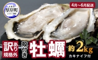 2025年4月～6月配送 訳あり ハーフ 規格外 牡蠣 北海道厚岸産 殻付カキ 約2kg（11～25個）カキナイフ付 生食