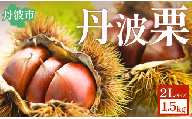 丹波栗 2L 約1.5kg 兵庫県丹波市産 高糖度 大粒 秋の味覚 農家直送 国産