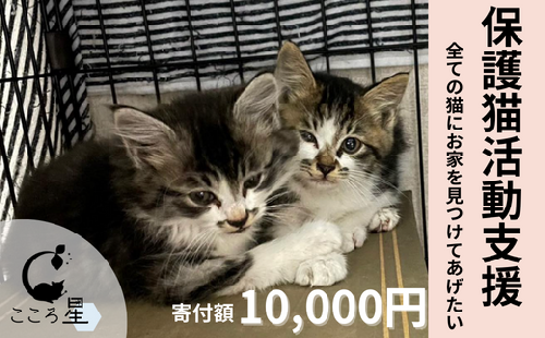 【お礼の品なし】保護猫活動支援〜野良猫から地域で見守るさくら猫に〜 寄付額10,000円