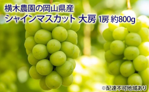 ぶどう 2025年 先行予約 シャイン マスカット 大房1房 約800g 贈答用 ブドウ 葡萄  岡山県産 国産 フルーツ 果物 ギフト 横木農園 ジューシー 種無し 贈り物 岡山県産ぶどう  1003766 - 岡山県瀬戸内市