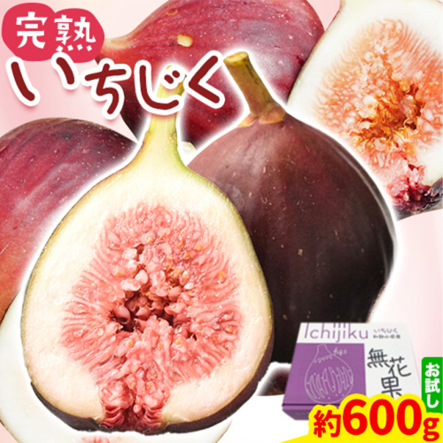 【2025年先行予約】いちじく 完熟いちじく 約600g (300g×2パック) お試し パック いちじく イチジク 無花果 JAわかやま 紀の里地域本部 《2025年9月上旬-11月上旬頃出荷》 和歌山県 紀の川市 青果物 果物 くだもの フルーツ スイーツ 1004223 - 和歌山県紀の川市
