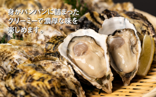 【先行予約】 牡蠣 鏡オイスター 生食用 1.5kg 生かき 新鮮【2024年12月中旬より順次発送】 1006552 - 熊本県八代市