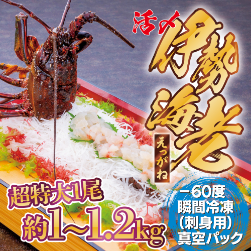 【活き〆冷凍】肝付町内之浦産伊勢海老(えっがね)の刺身(約1～1.2kg)  1006857 - 鹿児島県肝付町