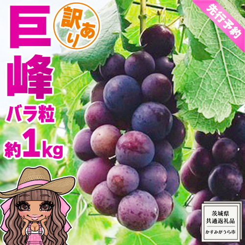 【 先行予約 】【 訳あり 】 バラ粒 甘くてジューシーな旬の天使の 巨峰 約 1kg （ 茨城県共通返礼品： かすみがうら市 ） 【 2026年8月頃発送 】 フルーツ 果物 マスカット ぶどう 葡萄 ブドウ 旬 国産 産地直送 ギフト 贈り物	 1007832 - 茨城県牛久市