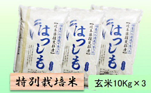 特別栽培米★玄米30kg【ハツシモ】10Kg×3 1009077 - 岐阜県池田町