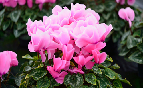 自然開花シクラメン6号鉢　※オンライン決済限定※ 植物  101207 - 長野県小諸市