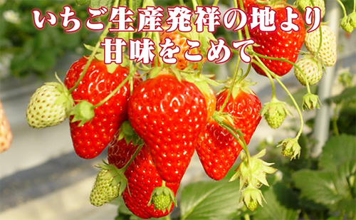 小諸産いちご4パック詰め合わせ 果物類 苺 イチゴ  101466 - 長野県小諸市