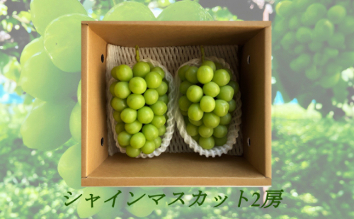 信州産シャインマスカット2房（合計1kg以上）大粒＆大房 果物 ぶどう フルーツ デザート 食後 種なし 皮ごと 秋の味覚 旬の果物  1014734 - 長野県長野市