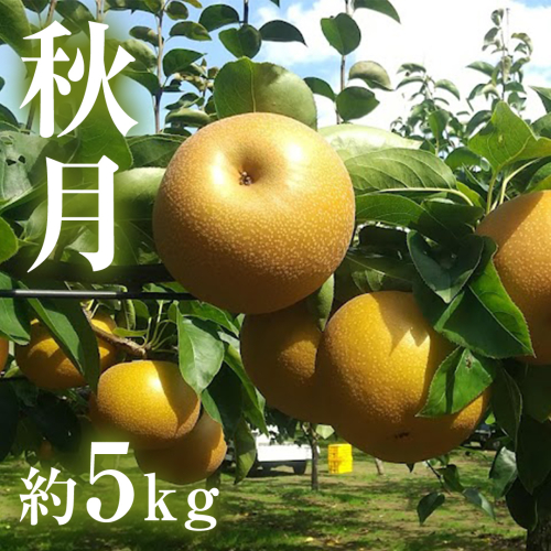 茨城県産 梨 秋月 （約 5kg ） 10～16玉 フルーツ 果物 なし ナシ 旬 新鮮 期間限定 甘い 国産 1014736 - 茨城県牛久市