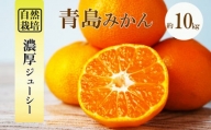 自然栽培 晩生 青島 みかん 約 10kg | フルーツ 果物 くだもの 柑橘 ミカン 熊本県 玉名市