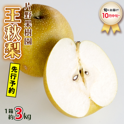 ＜ 先行予約 ＞【 10月中旬以降発送 】 片野果樹園 王秋 （おうしゅう） 梨 1箱 約3kg 期間限定 産地直送 果物 フルーツ 梨 なし 3kg 甘い [AD010ya] 1017094 - 茨城県八千代町