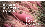 [先行予約]2023年度産 約20kg箱入りサツマイモ(ふくむらさき)