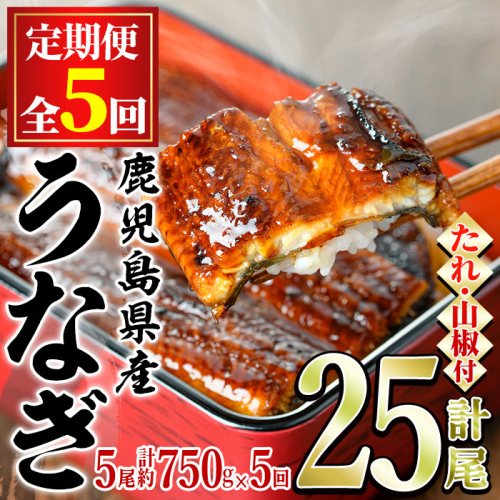 【150041】＜定期便・全5回＞東串良町のうなぎ蒲焼(無頭)(5尾・計約750g・タレ、山椒付×5回)うなぎ 高級 ウナギ 鰻 国産 蒲焼 蒲焼き たれ 鹿児島 ふるさと 人気【アクアおおすみ】 101867 - 鹿児島県東串良町