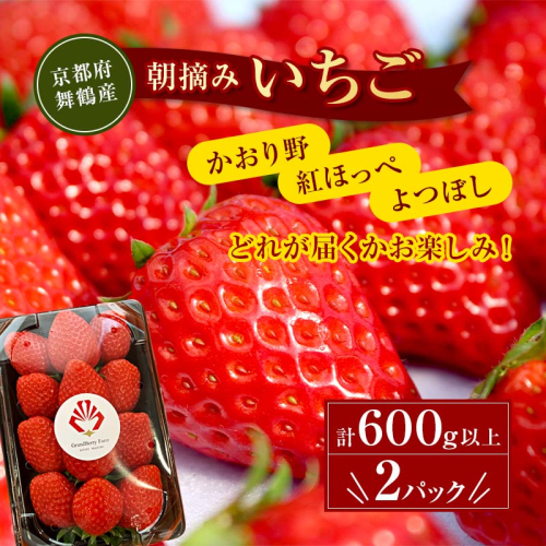 【1月下旬〜4月末頃発送】 朝採りいちご 約600g（約300g×2パック）紅ほっぺ・かおり野・よつぼし 舞鶴直送 苺 | いちご 苺 朝採り 直送 フルーツ 果物 ストロベリー 紅ほっぺ かおり野  よつぼし 旬 国産 京都 舞鶴 農園直送 新鮮 甘い 101927 - 京都府舞鶴市