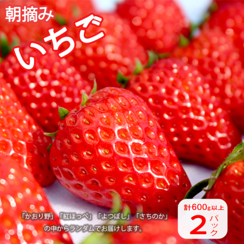 朝採り いちご 約600g ： 約300g×2パック 紅ほっぺ よつぼし かおり野 さちのか 新鮮 朝採り 直送 ランダム スイーツ ストロベリー イチゴ 苺 果物 フルーツ ファーム直送 新鮮 甘い おいしい 101927 - 京都府舞鶴市