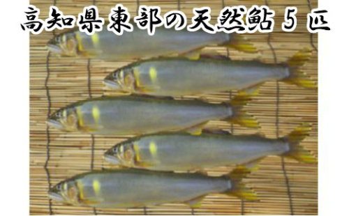 【四国一小さなまち】★ 令和5年 ★ 高知県東部の天然鮎(あゆ) 5匹 (18cm以上) 1020060 - 高知県田野町