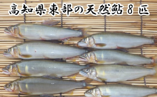 【四国一小さなまち】 ★ 令和5年 ★ 高知県東部の天然鮎(あゆ) 8匹 (14.5cm~18cm未満) 1020062 - 高知県田野町