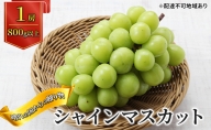 晴れの国からの 贈り物 シャインマスカット １房（800g以上） 岡山県産 葡萄 ぶどう 果物 フルーツ 2023年