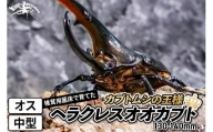 《TVで紹介されました》ヘラクレスオオカブト（成虫）オス 中型（130-140mm） 飼育ケース・マニュアル付き カブトムシ