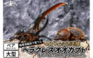 《TVで紹介されました》ヘラクレスオオカブト（成虫）ペア 大型（オス：140-150mm メス：60mm台） 飼育ケース・マニュアル付き カブトムシ