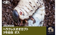 《TVで紹介されました》ヘラクレスオオカブト（3令幼虫）オス かぶとむし カブトムシ 昆虫 幼虫 生体