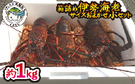 先行予約 箱詰め伊勢海老サイズおまかせ小セット（約１．０㎏）  伊勢海老 活伊勢海老 約1kg サイズおまかせ 伊勢えび 伊勢エビ いせえび イセエビ 季節限定 海老 えび エビ 高級 国産 海鮮 ギフト お正月  【要受取日指定／年末配送可】