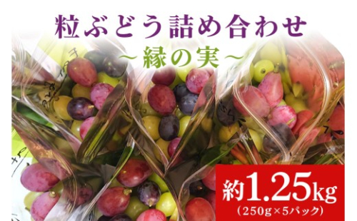 【数量限定・期間限定】粒ぶどう詰め合わせ~縁の実~ 約1.25kg シャインマスカット含む2品種以上 ぶどう ブドウ 詰合せ シャインマスカット ゴールドフィンガー マスカ・サーティーン 紅環 べにたまき クイーンセブン クイーンニーナ ヌーベルローズ マイハート マスカット・ノワール BKシードレス 【9月下旬以降発送予定】 56-A 1024875 - 茨城県小美玉市