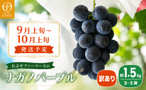 【訳あり】ナガノパープル 約1.5kg 3～5房 ［おぶせファーマーズ］家庭用 果物 フルーツ ぶどう 期間限定 数量限定 規格外 不揃い 傷 令和8年産 【2026年9月上旬～10月上旬発送】［F-544］