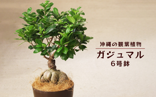 沖縄の観葉植物　観葉植物　ガジュマル 6号鉢　6号　観葉植物　ガジュマル　インテリア　鉢付き　おしゃれ　インテリアグリーン　緑のある暮らし　ハウスプラント　沖縄　うるま市　６号 1025068 - 沖縄県うるま市