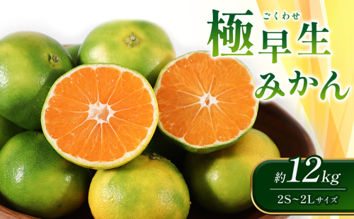 極早生みかん 約12kg（2S～2Lサイズ）みかん 新鮮 果物 1025137 - 熊本県八代市