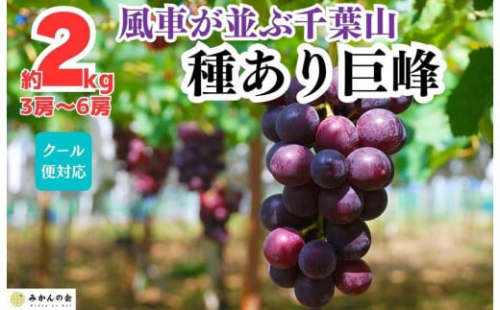 ぶどう 巨峰 種あり 2kg 3～6房 和歌山県産 クール便対応 【みかんの会】 1025289 - 和歌山県有田川町