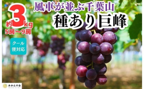 ぶどう 巨峰 種あり 3kg 5～9房 和歌山県産 クール便対応 【みかんの会】 1025290 - 和歌山県有田川町