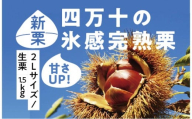 24-592．【早期受付・数量限定】甘さＵＰ！贅沢四万十の氷感熟成栗（2Lサイズ/生栗）約1.5kg【2024年11月上旬～12月下旬発送】