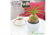 D-431 【日本の蘭】富貴蘭　風蘭　白丸陶器鉢