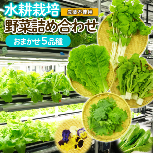 【ミライファーム】水耕栽培 野菜詰合せ おまかせ5品種【障がい者支援】 FZ23-641 1027236 - 山形県山形市