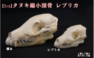 [8cm] タヌキ 縮小頭骨レプリカ/レプリカ 標本 コレクション 動物標本 頭骨レプリカ タヌキ 3Dプリント