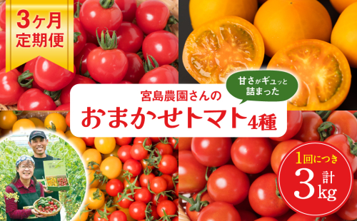 	【先行予約】【定期便3回】おまかせトマト4種 3kg×3回 計9kg 八代市産 宮島農園 とまと 野菜 【2024年12月上旬より順次発送】 1027594 - 熊本県八代市