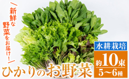 「ひかりの郷」施設内のハウスの中、水耕栽培で大切に育てられた種類豊富なお野菜達を、土付きのままご自宅へ運びます！土付きなので届いてからも鮮度が落ちにくく長く保存して頂けます。生でホウレン草を食べてみて