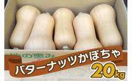 バターナッツかぼちゃ 20kg [数量限定／期間限定] 8月中旬より順次発送｜南瓜 カボチャ 産地直送 農家直送 野菜 甘楽町産 群馬県産 吉田農場 先行予約 [0215]