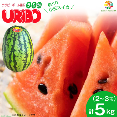BE276 【令和8年度出荷分】小玉スイカ「うり坊」5kg（1.7kg以上×2～3玉） ～名水百選の里 島原産～ 102959 - 長崎県島原市