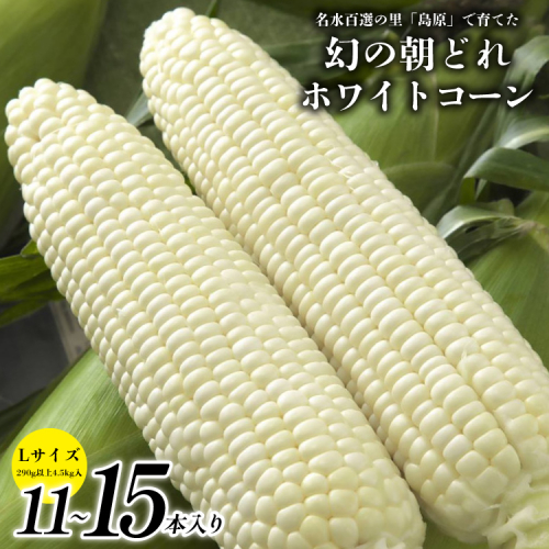 BE277 【令和8年度出荷分】6月中旬から出荷！ 幻の朝どれ ホワイトコーン L以上×11～15本セット 4.5kg ～名水百選の里 島原産～ 102960 - 長崎県島原市