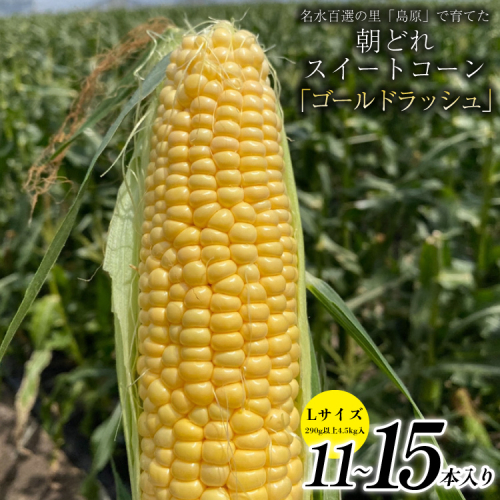 BE279【令和8年度出荷分】5月下旬から出荷！ 朝どれ スイートコーン L×11～15本セット (4.5kg入) ～名水百選の里 島原産～ 102961 - 長崎県島原市