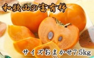 [甘柿の王様]和歌山産富有柿約7.5kgサイズおまかせ※2024年11月上旬～2024年12月上旬頃に順次発送 / 果物 フルーツ かき 旬