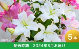 【ふるさと納税】P684-03 後藤花卉園 オリエンタルユリ 3月お届け