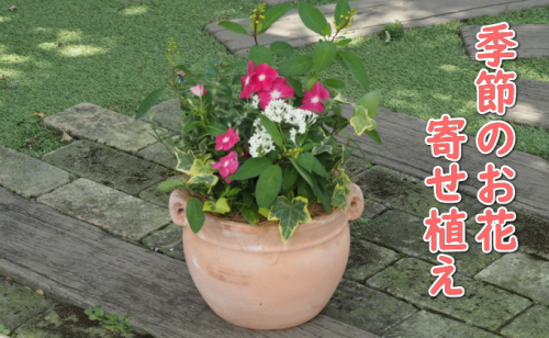 植物 寄植え 花 季節のお花 寄せ植え つぼ丸型 ピンク系 25cm お花の寄せ植え インテリア グリーンアイテム 癒し かわいい 玄関 ガーデン 庭 ガーデニング  1031263 - 福岡県朝倉市