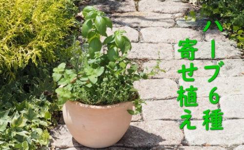 植物 寄植え ハーブ 6種 寄せ植え つぼ丸型 鉢 25cm 1031265 - 福岡県朝倉市