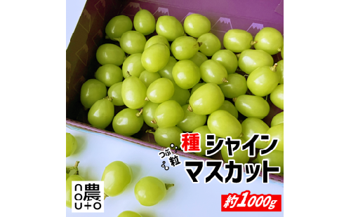 【2026年発送★先行予約】【訳あり】 シャインマスカット 粒 1kg以上 154-033 | 不揃い ご自宅用 ご家庭用 フルーツ 果物 高評価 人気 ランキング おすすめ 甘い 美味しい デザート 数量限定 送料無料 山梨県産 笛吹市 ぶどう 「販売」 KEIPE株式会社		