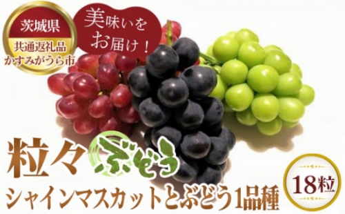 No.296 【先行予約】粒々ぶどう18粒　シャインマスカットとぶどう1品種【茨城県共通返礼品 かすみがうら市】 ／ 旬 新鮮 葡萄 ブドウ 果物 フルーツ 茨城県 特産品 1032530 - 茨城県坂東市