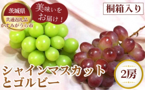 No.319 【先行予約】シャインマスカットとゴルビー　桐箱入り2房【茨城県共通返礼品 かすみがうら市】 ／ 旬 新鮮 葡萄 ブドウ 果物 フルーツ 茨城県 特産品 1032553 - 茨城県坂東市